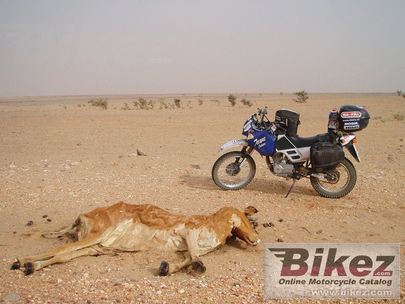 Thumbnail for Jawa-CZ 125 Dakar 2007